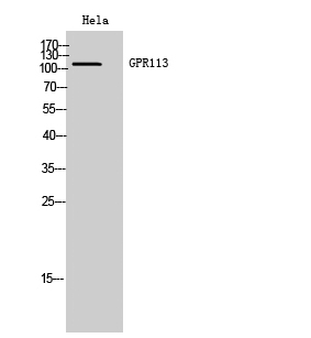 Fig. Western Blot analysis of Hela cells using GPR113 Polyclonal Antibody diluted at 1:2000.
