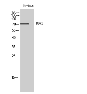 Fig.1. Western Blot analysis of Jurkat cells using DDX3 Polyclonal Antibody diluted at 1:2000.