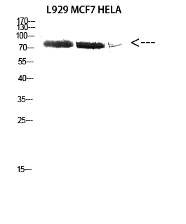 Fig.2. Western Blot analysis of L929 MCF7 HELA cells using Antibody diluted at 1:2000. Secondary antibody (catalog#: A21020) was diluted at 1:20000.