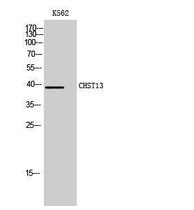 Fig. Western Blot analysis of K562 cells using CHST13 Polyclonal Antibody.
