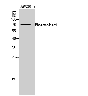 Fig. Western Blot analysis of RAW264.7 cells using Photomedin-1 Polyclonal Antibody.