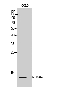 Fig. Western Blot analysis of COLO cells using S-100Z Polyclonal Antibody.