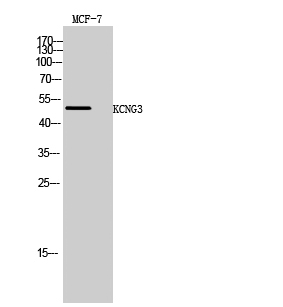 Fig. Western Blot analysis of MCF-7 cells using KCNG3 Polyclonal Antibody.