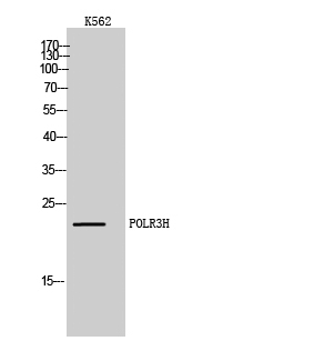 Fig. Western Blot analysis of K562 cells using POLR3H Polyclonal Antibody diluted at 1:1000.