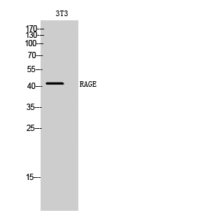 Fig. Western Blot analysis of 3T3 cells using RAGE Polyclonal Antibody diluted at 1:1000.