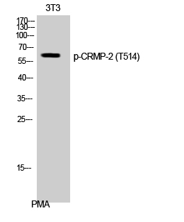 Fig. Western Blot analysis of 3T3 cells using Phospho-CRMP-2 (T514) Polyclonal Antibody.