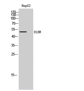 Fig. Western Blot analysis of HepG2 cells using D1DR Polyclonal Antibody.