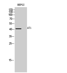 Fig. Western Blot analysis of HEPG2 cells using AT1 Polyclonal Antibody diluted at 1:500.