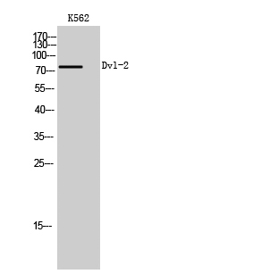Fig. Western Blot analysis of K562 cells using Dvl-2 Polyclonal Antibody.