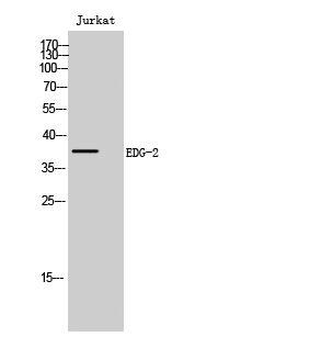 Fig.1. Western Blot analysis of Jurkat cells using EDG-2 Polyclonal Antibody diluted at 1:500.