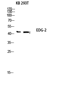 Fig.2. Western blot analysis of KB 293T lysis using EDG-2 antibody. Antibody was diluted at 1:500.