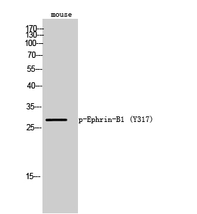 Fig. Western Blot analysis of Mouse cells using Phospho-Ephrin-B1 (Y317) Polyclonal Antibody.
