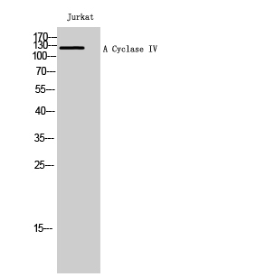Fig. Western Blot analysis of Jurkat cells using A Cyclase IV Polyclonal Antibody.