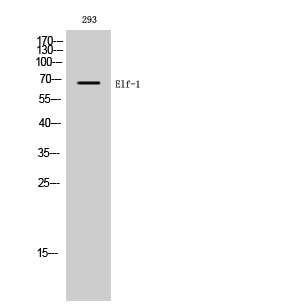 Fig. Western Blot analysis of 293 cells using Elf-1 Polyclonal Antibody diluted at 1:1000.