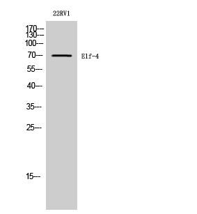 Fig. Western Blot analysis of 22RV1 cells using Elf-4 Polyclonal Antibody diluted at 1:2000.