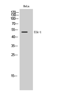 Fig. Western Blot analysis of HeLa cells using Elk-1 Polyclonal Antibody.