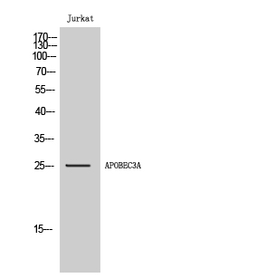 Fig. Western Blot analysis of Jurkat cells using APOBEC3A Polyclonal Antibody.