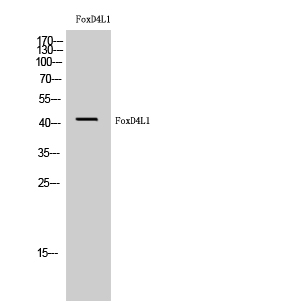 Fig. Western Blot analysis of HuvEc cells using FoxD4L1 Polyclonal Antibody.