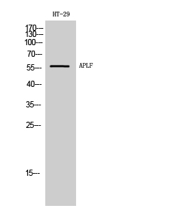 Fig. Western Blot analysis of HT-29 cells using APLF Polyclonal Antibody.