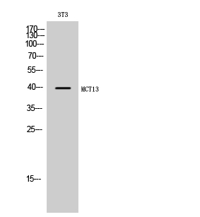 Fig. Western Blot analysis of 3T3 cells using MCT13 Polyclonal Antibody.
