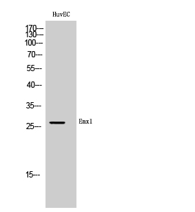 Fig. Western Blot analysis of HuvEC cells using Emx1 Polyclonal Antibody.