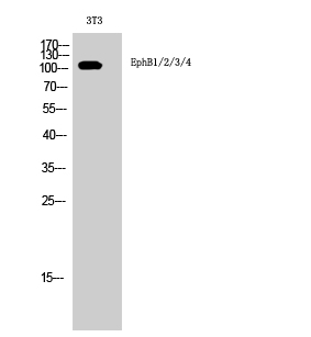 Fig. Western Blot analysis of 3T3 cells using EphB1/2/3/4 Polyclonal Antibody.