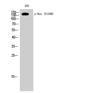 Fig.1. Western Blot analysis of 293 cells using Phospho-Neu (Y1248) Polyclonal Antibody diluted at 1:1000.