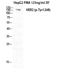 Fig.2. Western Blot analysis of HepG2+PMA cells using Phospho-Neu (Y1248) Polyclonal Antibody diluted at 1:1000.