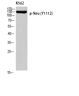 Fig. Western blot analysis of K562 using p-Neu (Y1112) antibody. Antibody was diluted at 1:500.