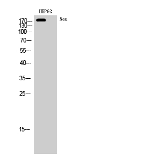 Fig.1. Western Blot analysis of HEPG2 cells using Neu Polyclonal Antibody diluted at 1:2000.