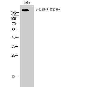 Fig. Western Blot analysis of Hela cells using Phospho-ErbB-3 (Y1289) Polyclonal Antibody diluted at 1:1000.