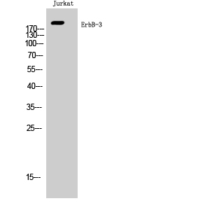 Fig. Western Blot analysis of Jurkat cells using ErbB-3 Polyclonal Antibody.