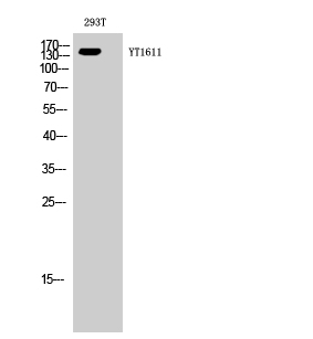 Fig.1. Western Blot analysis of 293T cells using ErbB-3 Polyclonal Antibody diluted at 1:2000.