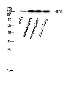 Fig.2. Western Blot analysis of k562 Mouse-heart Mouse-spleen Mouse-lung cells using ErbB-3 Polyclonal Antibody diluted at 1:2000.