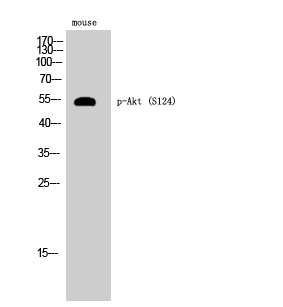 Fig. Western Blot analysis of Mouse cells using Phospho-Akt (S124) Polyclonal Antibody.