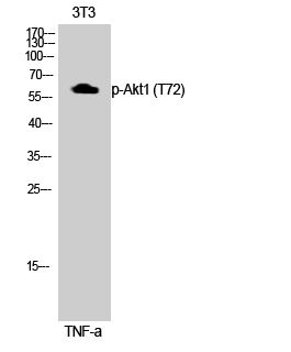 Fig. Western Blot analysis of 3T3 cells using Phospho-Akt1 (T72) Polyclonal Antibody.