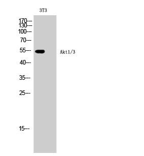 Fig. Western Blot analysis of 3T3 cells using Akt1/3 Polyclonal Antibody diluted at 1:1000.