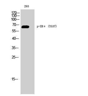 Fig. Western Blot analysis of 293 cells using Phospho-ERα (Y537) Polyclonal Antibody.