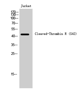 Fig. Western Blot analysis of Jurkat cells using Cleaved-Thrombin R (S42) Polyclonal Antibody.