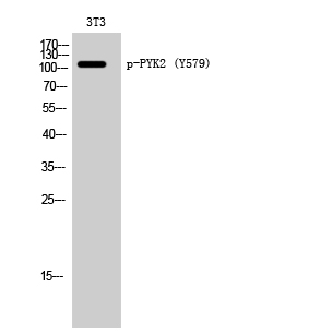 Fig. Western Blot analysis of 3T3 cells using Phospho-PYK2 (Y579) Polyclonal Antibody.