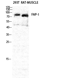 Fig.1. Western Blot analysis of RAT-MUSCLE 293T cells using Seprase Polyclonal Antibody diluted at 1:2000.