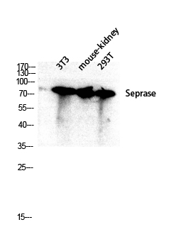 Fig.2. Western blot analysis of 3T3 Mouse-kidney 293T lysis using Seprase antibody. Antibody was diluted at 1:2000.