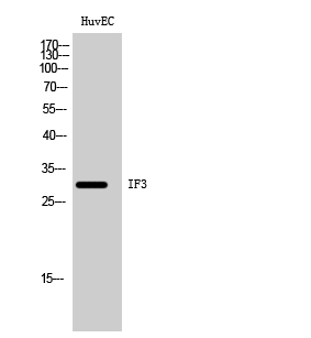 Fig. Western Blot analysis of HuvEC cells using IF3 Polyclonal Antibody diluted at 1:500.