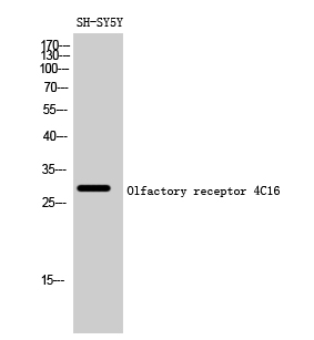 Fig. Western Blot analysis of SH-SY5Y cells using Olfactory receptor 4C16 Polyclonal Antibody diluted at 1:500.