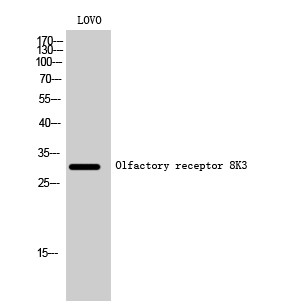Fig. Western Blot analysis of LOVO cells using Olfactory receptor 8K3 Polyclonal Antibody.
