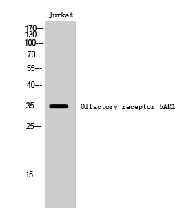 Fig. Western Blot analysis of Jurkat cells using Olfactory receptor 5AR1 Polyclonal Antibody.
