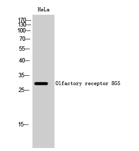 Fig. Western Blot analysis of HeLa cells using Olfactory receptor 8G5 Polyclonal Antibody.