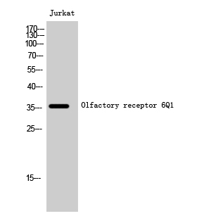 Fig. Western Blot analysis of Jurkat cells using Olfactory receptor 6Q1 Polyclonal Antibody diluted at 1:1000.
