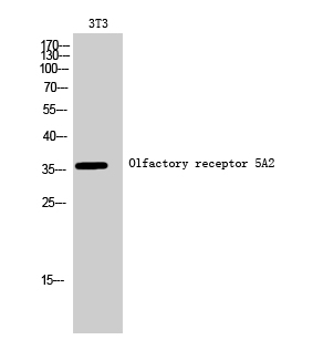 Fig. Western Blot analysis of 3T3 cells using Olfactory receptor 5A2 Polyclonal Antibody.