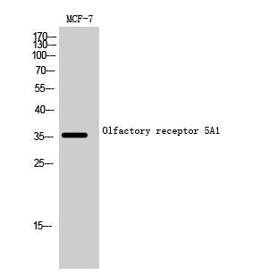 Fig. Western Blot analysis of MCF-7 cells using Olfactory receptor 5A1 Polyclonal Antibody.
